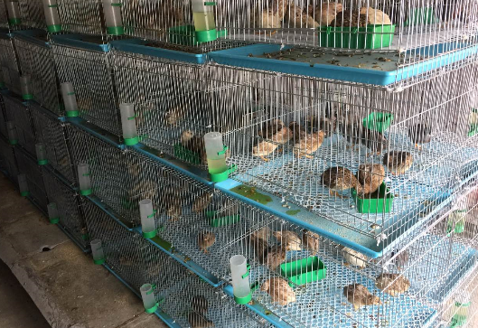 養(yǎng)蘆丁雞賺錢嗎？蘆丁雞養(yǎng)殖成本、利潤(rùn)及前景