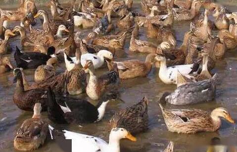 蛋鴨不下蛋的原因與解決辦法