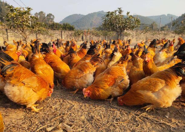 雞拉白色稀糞是什么病？怎么治？