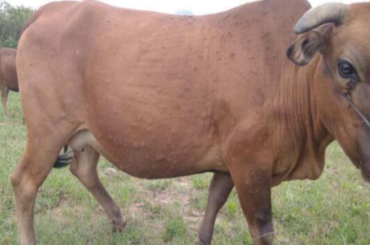 牛結(jié)節(jié)性皮膚病的癥狀有哪些？怎么治？