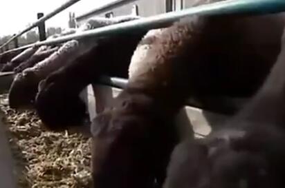 刀郎羊價(jià)格多少錢一只？刀郎羊?yàn)槭裁茨敲粗靛X？