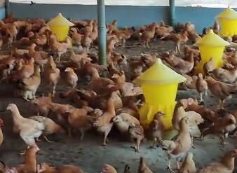 散養(yǎng)雞舍怎么搭建好?很簡單，懂兩點(diǎn)就行!