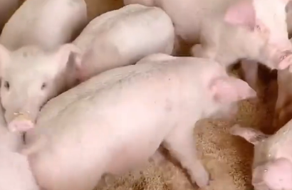 豬附紅細胞體病用什么藥治療好？治療豬附紅細胞體的常用藥物