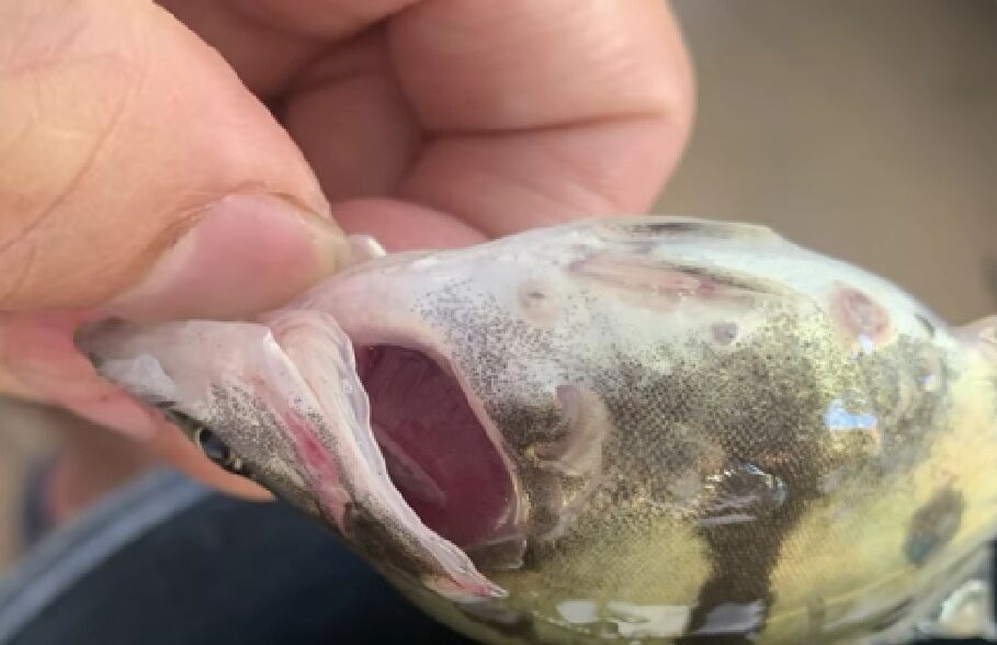 魚車輪蟲病癥狀圖片有哪些？鱖魚、觀賞魚車輪蟲病的癥狀是什么？