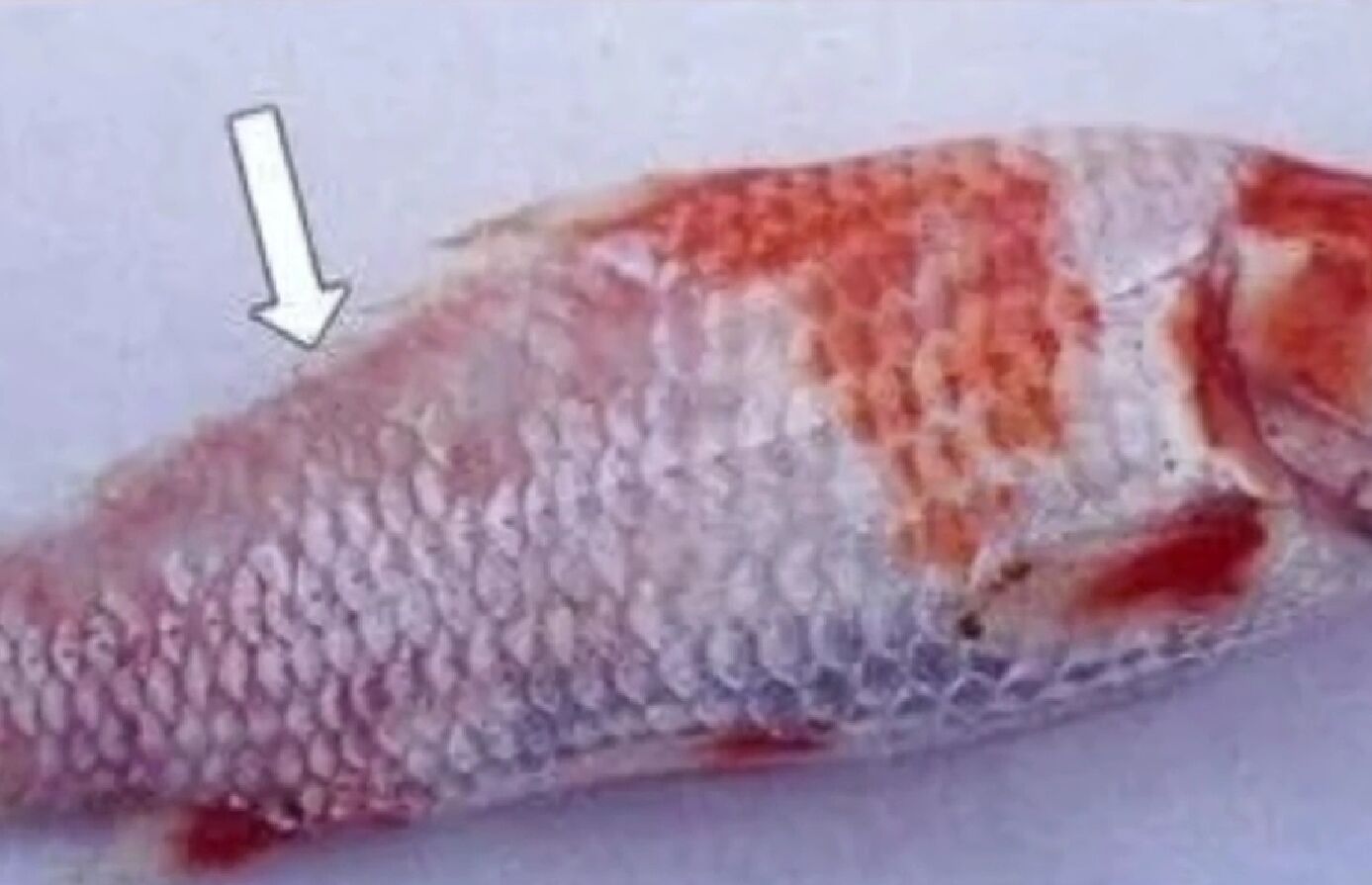 魚赤皮病癥狀是什么？不同種類魚赤皮病癥狀不同！