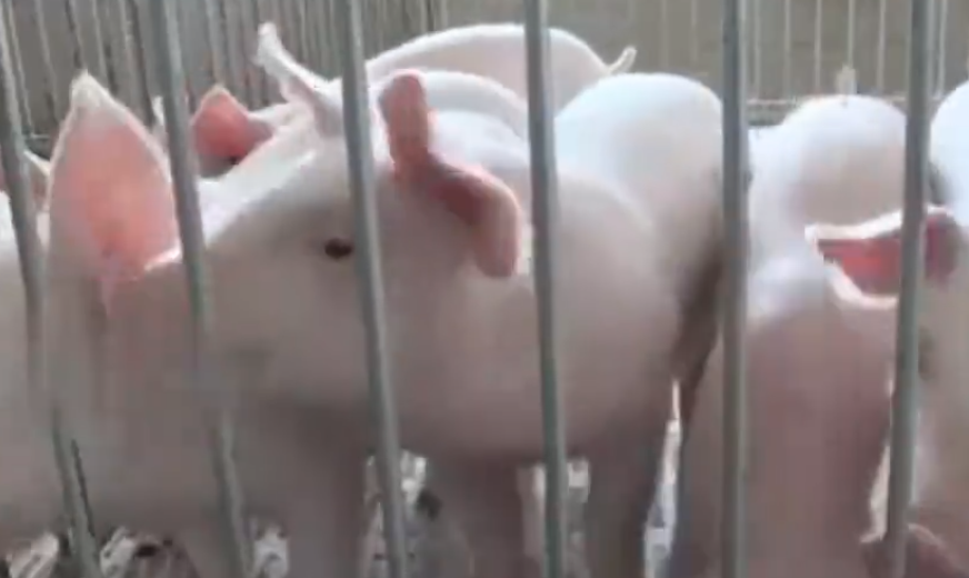 怎樣進行判斷豬是否得了藍耳病?豬藍耳一眼識破!