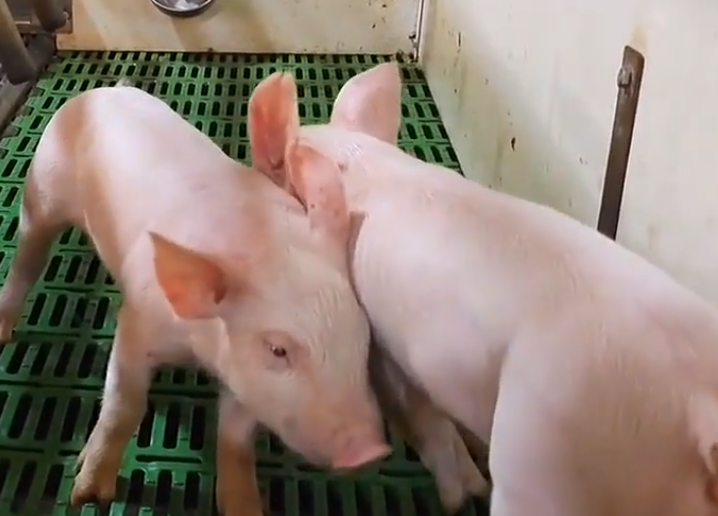 豬感冒有什么癥狀？小豬感冒了什么癥狀?