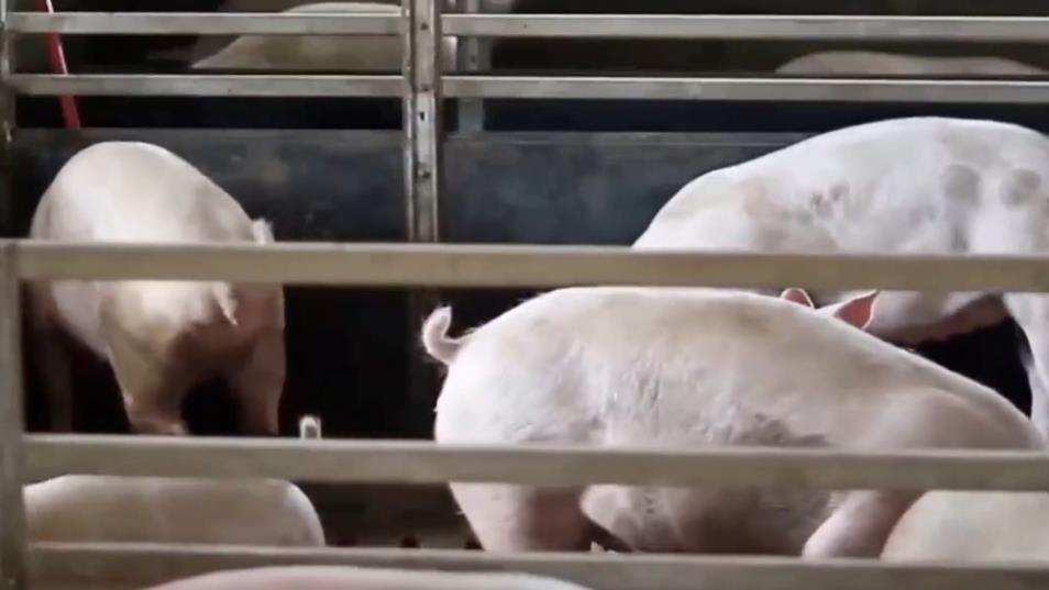 豬場消毒液有哪些？怎么使用？養(yǎng)豬人收藏