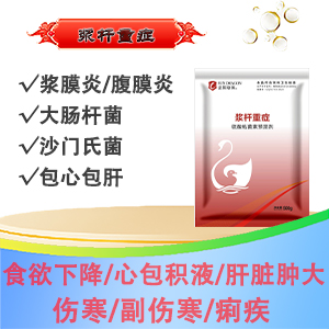 漿桿重癥：漿膜炎 沙門氏菌 大腸桿菌